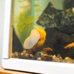 Krewetki w akwarium – Urok i tajemnica tych małych stworzeń wodnych
