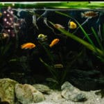 Pasożyty w akwarium – Przyczyny, Rozpoznanie i Leczenie