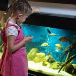 Ślimaki w akwarium – Małe stworzenia pełne korzyści