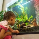 Odkrywaj różnorodność akwariów domowych – idealne środowiska dla Twoich wodnych przyjaciół