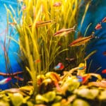 Filtry w akwarium – Kluczowy element zdrowego środowiska dla ryb i roślin