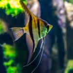Dascyllus aruanus (Kardynałek biały) – jak dbać o te towarzyskie ryby.