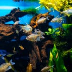 Pasożyty w akwarium – Przyczyny, Rozpoznanie i Leczenie