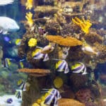 Oświetlenie w akwarium – Kluczowy czynnik dla zdrowia i rozwoju ryb oraz roślin