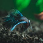 Orchid Dottyback (Pseudochromis fridmani) – jakie środowisko jest idealne dla tego gatunku.