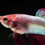 Betta splendens (Bojownik) – tajniki hodowli i pielęgnacji.