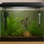 Jak dobrać odpowiednią wielkość akwarium do mieszkania