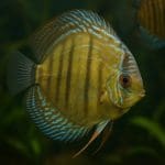 Ramireza – Mikrogeophagus ramirezi