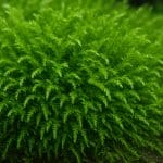 Rogatek delikatny – Ceratophyllum submersum