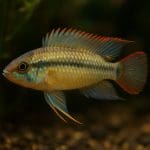 Pielęgniczka Kakadu – Apistogramma cacatuoides
