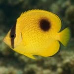 Motylowiec pręgowany – Chaetodon auriga