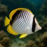 Motylowiec dwuplamy – Chaetodon kleinii