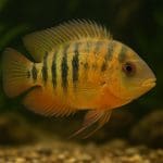 Pielęgnica zebra – Amatitlania nigrofasciata