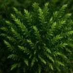 Mech feniks – Fissidens fontanus