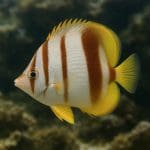 Motylowiec czerwony – Chaetodon trifasciatus