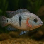 Motylowiec czerwony – Chaetodon trifasciatus