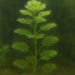 Licznik bąbelków CO₂