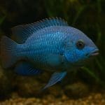 Kabomba karolińska – Cabomba caroliniana