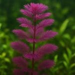 Naturalne sposoby walki z glonami