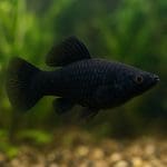 Platka – Xiphophorus maculatus