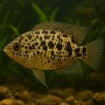 Naturalne sposoby walki z glonami