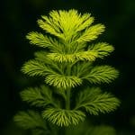 Rotala rotundifolia – Rotala rotundifolia