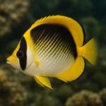 Rotala rotundifolia – Rotala rotundifolia