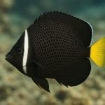 Jak dobrać obsadę ryb do wielkości akwarium