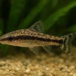 Zestaw do pomiaru pH