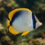 Rotala wallichii – Rotala wallichii