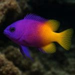 Motylowiec niebieskopasy – Chaetodon plebeius