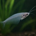 Sumik ciernisty – Corydoras sterbai