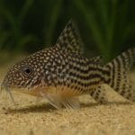 Sumik szklisty – Kryptopterus vitreolus