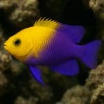 Hygrophila polysperma – Hygrophila polysperma