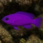 Gramma żółta – Gramma melacara