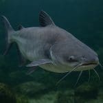 Bocja wspaniała – Chromobotia macracanthus