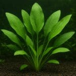 Pokolec królewski – Paracanthurus hepatus