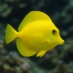 Jak przygotować wodę do akwarium