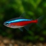 Jak przygotować wodę do akwarium