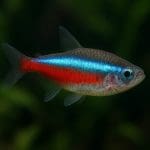 Neon Innesa – Paracheirodon innesi