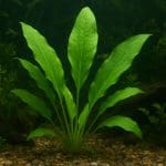 Pokolec brązowy – Zebrasoma scopas