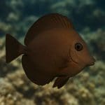 Pokolec biały – Acanthurus leucosternon