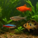 Pokolec biały – Acanthurus leucosternon