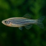 Danio lamparci – Danio kyathit