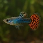 Mieczyk Hellera – Xiphophorus hellerii