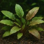 Pokolec niebieski – Acanthurus coeruleus