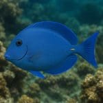 Pokolec pręgowany – Acanthurus lineatus