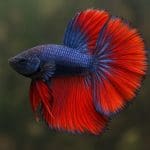 Pokolec pręgowany – Acanthurus lineatus