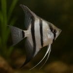 Bojownik wspaniały – Betta splendens