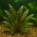 Ustnik wargacz – Labroides dimidiatus